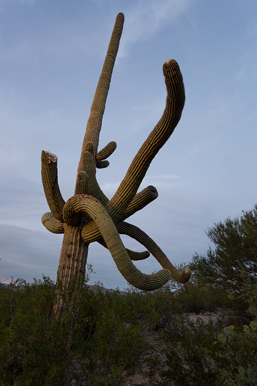 10-21 - 14.jpg - Saguaro National Park, East Part